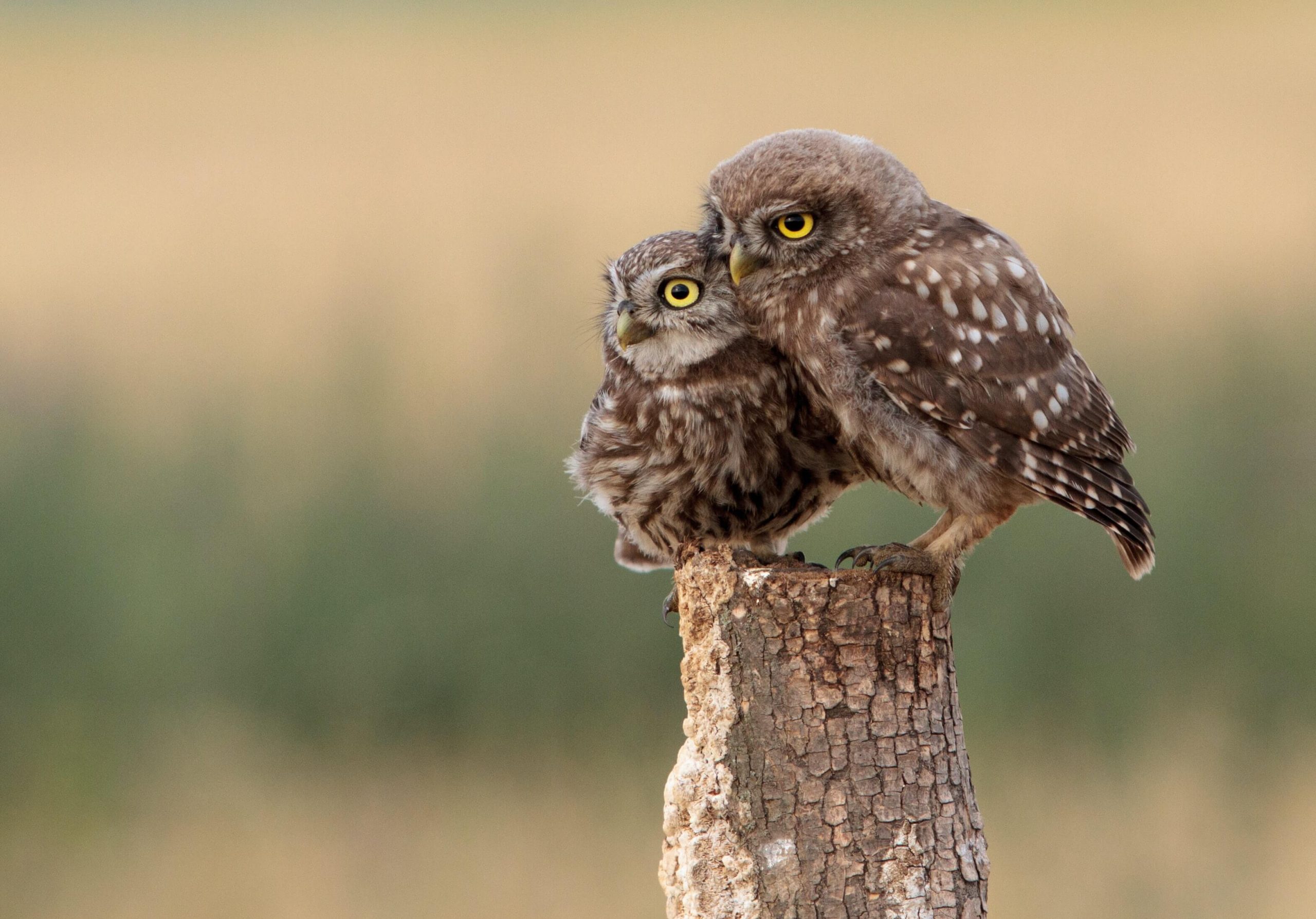 Adopt an owl – an idea for an interesting way to support WWF